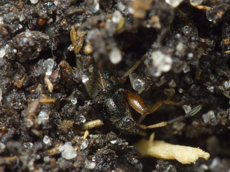 Megalonotus antennatus (Schilling, 1829)